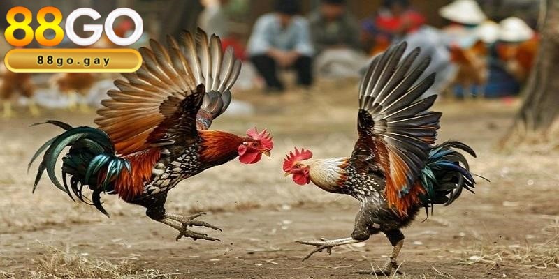 Thành viên được đảm bảo an toàn khi tham gia cá cược chiến kê